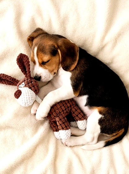 Soft Squeaky Plush Bunny Dog Toy for Small & Medium Dogs